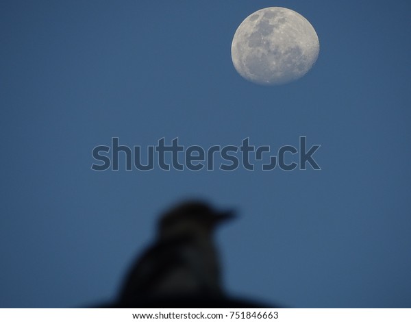 Brisbane Bird Observing the\
Moon