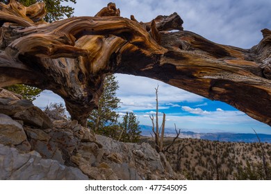 Bristle Cone Pine Inyo National Forest White Mountains