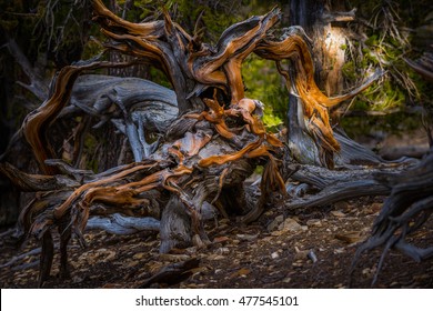 Bristle Cone Pine Inyo National Forest White Mountains