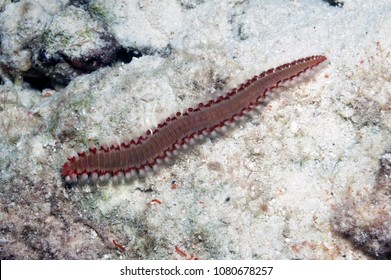 A Bristle Worm