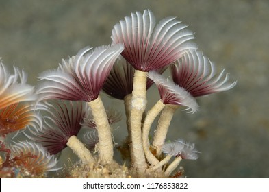 Bristle Worm (Curaçao)