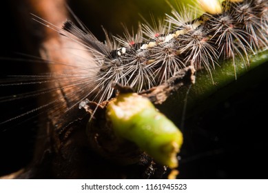 Bristle Worm On Coffee Tree 