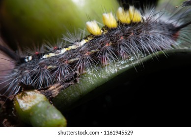 Bristle Worm On Coffee Tree 