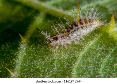 Bristle Worm On Green Leaf 