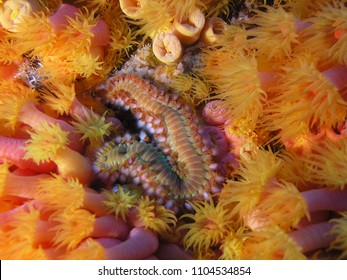 Bristle Worm On Orange Cup Coral