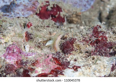 Bristle Worm (Polychaeta)