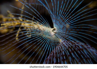 Bristle Worm From Swedish Fjord