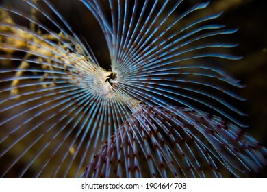 Bristle Worm From Swedish Fjord