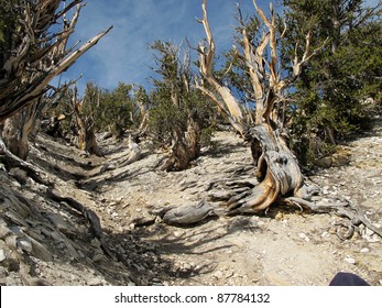 Bristlecone Pine