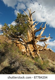 Bristlecone Pine