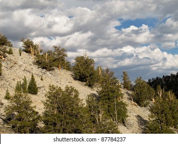 Bristlecone Pine