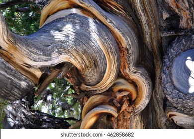 Bristlecone Pine Branches