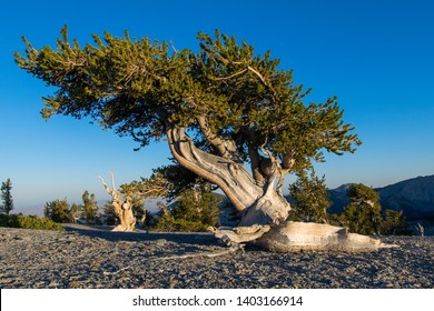 Bristlecone Pine Tree Hd Stock Images Shutterstock