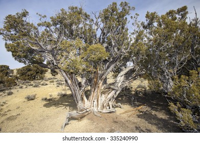 Bristlecone Pine (Pinus Aristata), Irish Canyon, Colorado, USA