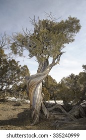 Bristlecone Pine (Pinus Aristata), Irish Canyon, Colorado, USA