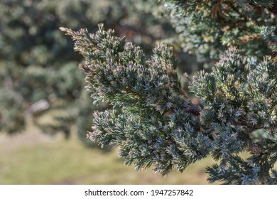 Bristlecone Pine (Pinus Aristata) In Spring Season