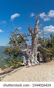 Bristlecone Pine Survivor Tree In Cedar Breaks National Monument In Utah