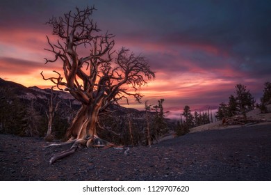 Bristlecone Pine Tree