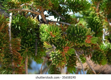 Bristlecone Pine Tree