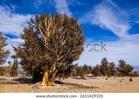 Bristlecone pine tree growing in the Ancient Bristlecone Pine Forest under a blue sky with clouds