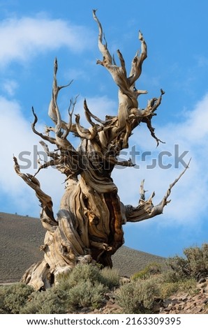 Bristlecone pine tree sown in the Ancient Bristlecone Pine Forest, White Mountains, California.