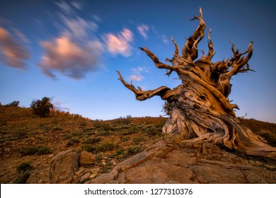 Bristlecone Images Stock Photos Vectors Shutterstock