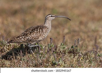 Bristled-thighed Curlew, Artic Tundra. Close Up Shot