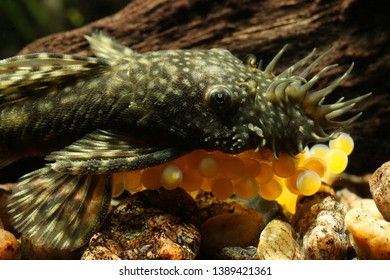 Bristlenose Catfish Ancistrus Sp Male Cleaning Stock Photo Edit Now 1389421361