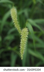 Bristly Foxtail Or Hooked Bristlegrass