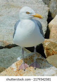 Bristol Rhode Island Harbor Birds 