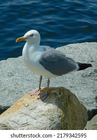 Bristol Rhode Island Harbor Birds 