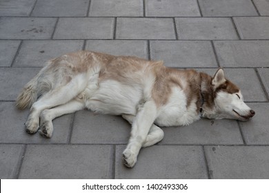 BRISTOL, UK - MAY 14 : Dog Asleep On The Pavement Outside The Grand Hotel In Bristol On May 14, 2019