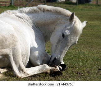 "Bristol"/White horse laying on green grass