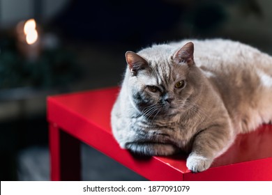 Brit Cat Posing on a Table, Close Up