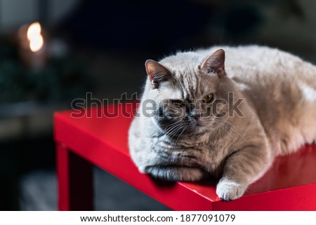 Brit Cat Posing on a Table, Close Up