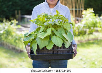 British Asian woman gardening, holding a tray of root trainers with runner beans in an English vegetable garden, UK