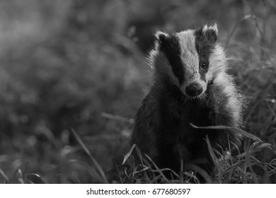 British Badger