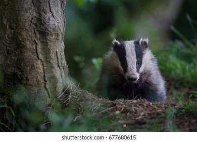 British Badger