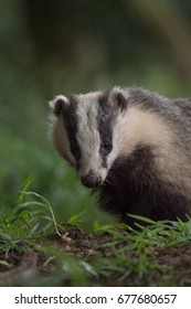 British Badger