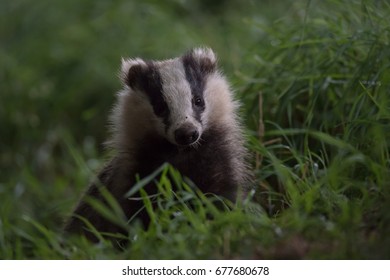 British Badger