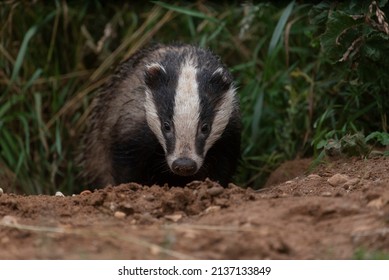 British Badger In The Countryside