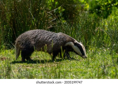 British Badger Eating In A Field With Grass