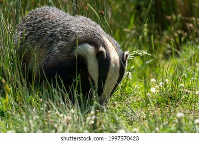 British Badger In A Field On A Sunny Day 