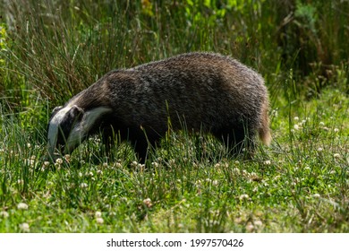 British Badger In A Field On A Sunny Day 