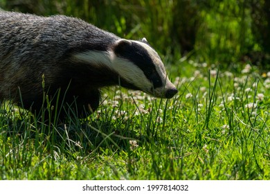 British Badger In A Field On A Sunny Day Black And White 