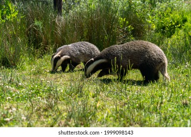 British Badger In A Field On A Sunny Day 