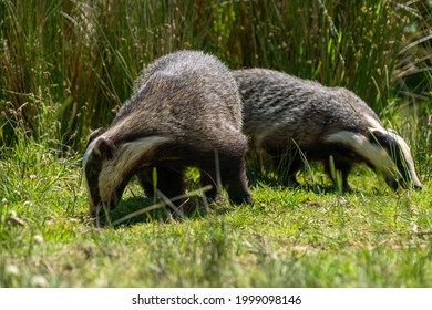 British Badger In A Field On A Sunny Day 