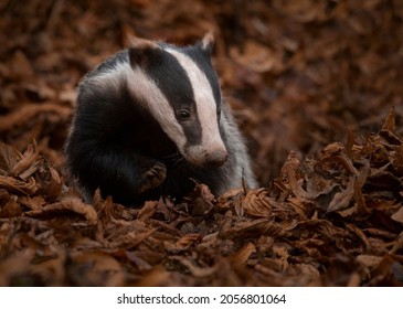 British Badger In The Woods 