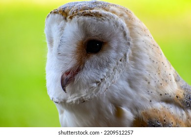 British Barn Owl Closeup Of Face