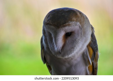 British Barn Owl Closeup Of Face